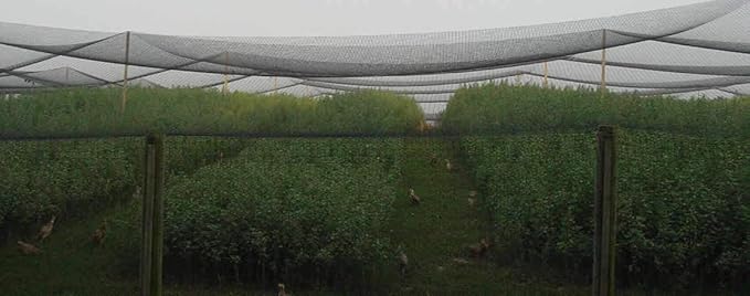 Poultry Netting 1" or 2" Mesh Heavy Knotted Nets Aviary Gamefowl Quail Chicken Bird Block Net Long Lasting Break/Burst 85/245 lb Polyethylene 8-10 Year Lifespan (25' X 150', 1)