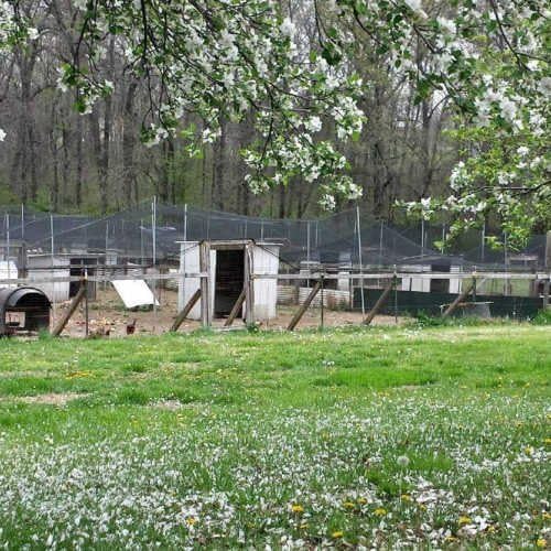 Poultry Netting 1" or 2" Mesh Heavy Knotted Nets Aviary Gamefowl Quail Chicken Bird Block Net Long Lasting Break/Burst 85/245 lb Polyethylene 8-10 Year Lifespan (25' X 25', 1)