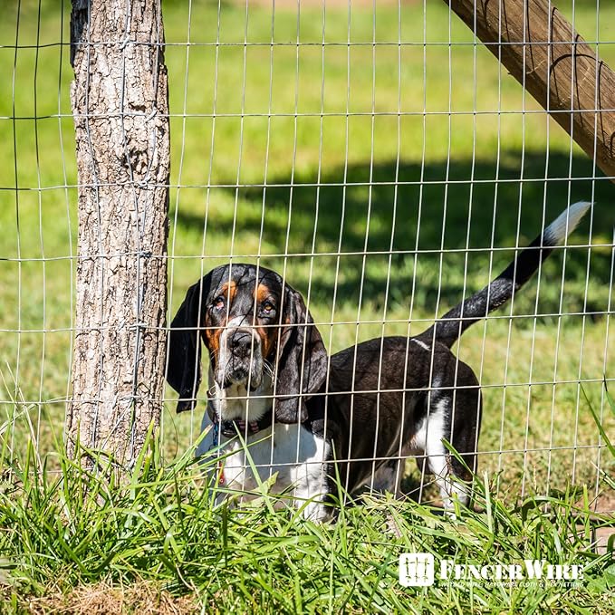 Fencer Wire Welded Wire Fence 12.5 Gauge, Galvanized Welded Fence Wire Roll, Mesh Size 2-Inch x 4-Inch, Hog Wire Fencing Cage, Multiple Use for Home Improvement & Animals Enclosure (2ft. x 50ft.)