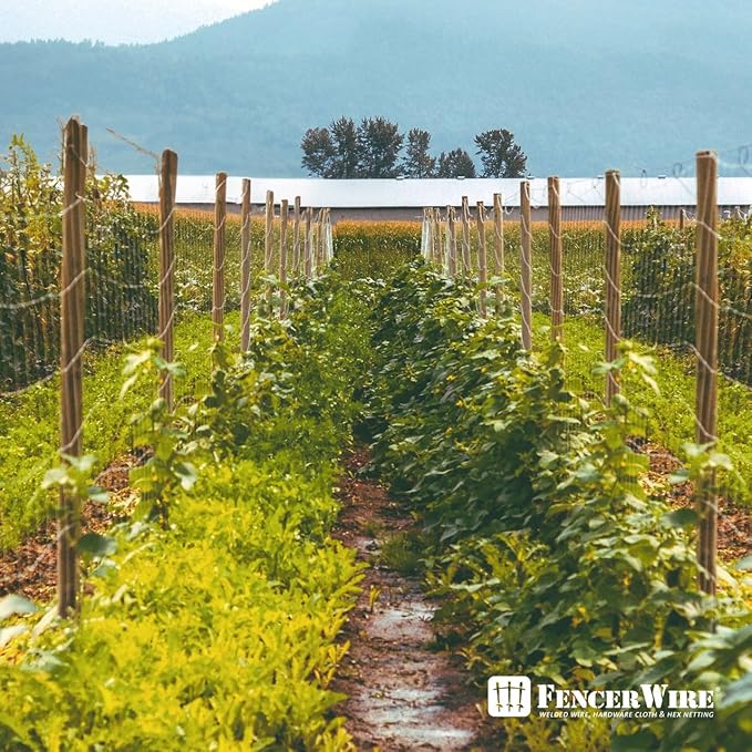 Fencer Wire Welded Wire Fence 12.5 Gauge, Galvanized Welded Fence Wire Roll, Mesh Size 2-Inch x 4-Inch, Hog Wire Fencing Cage, Multiple Use for Home Improvement & Animals Enclosure (2ft. x 50ft.)