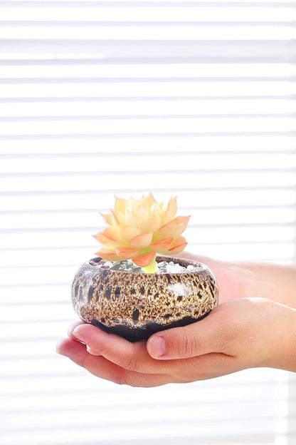 Cute Ceramic Succulent Garden Pots, Planter with Drainage and Attached Saucer, Set of 5 -Plants Not Included (Vivid Colors)