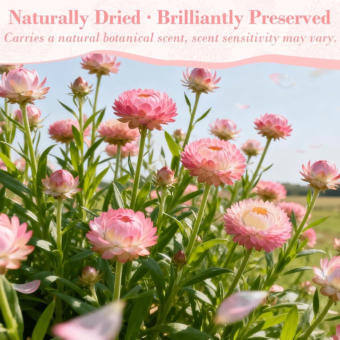 50+ Pcs Edible Pink Dried Flowers, Food Grade Helichrysum Strawflowers | Natural Edible Dried Flowers for Garnishing Cocktails, Cake Decorations, Drink Botanicals, Tea Infusions and DIY Crafts